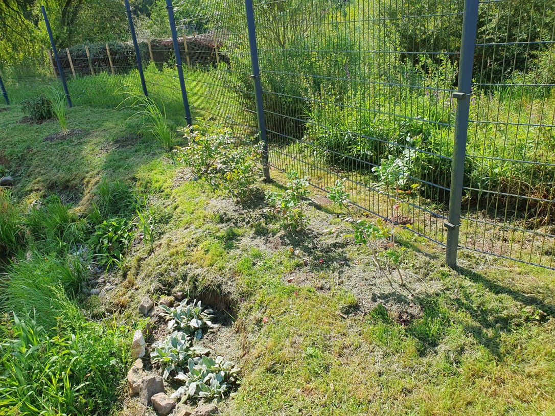 Native plants around the pond​